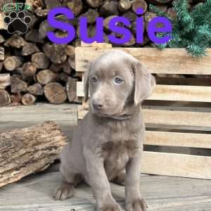 Susie, Silver Labrador Retriever Puppy